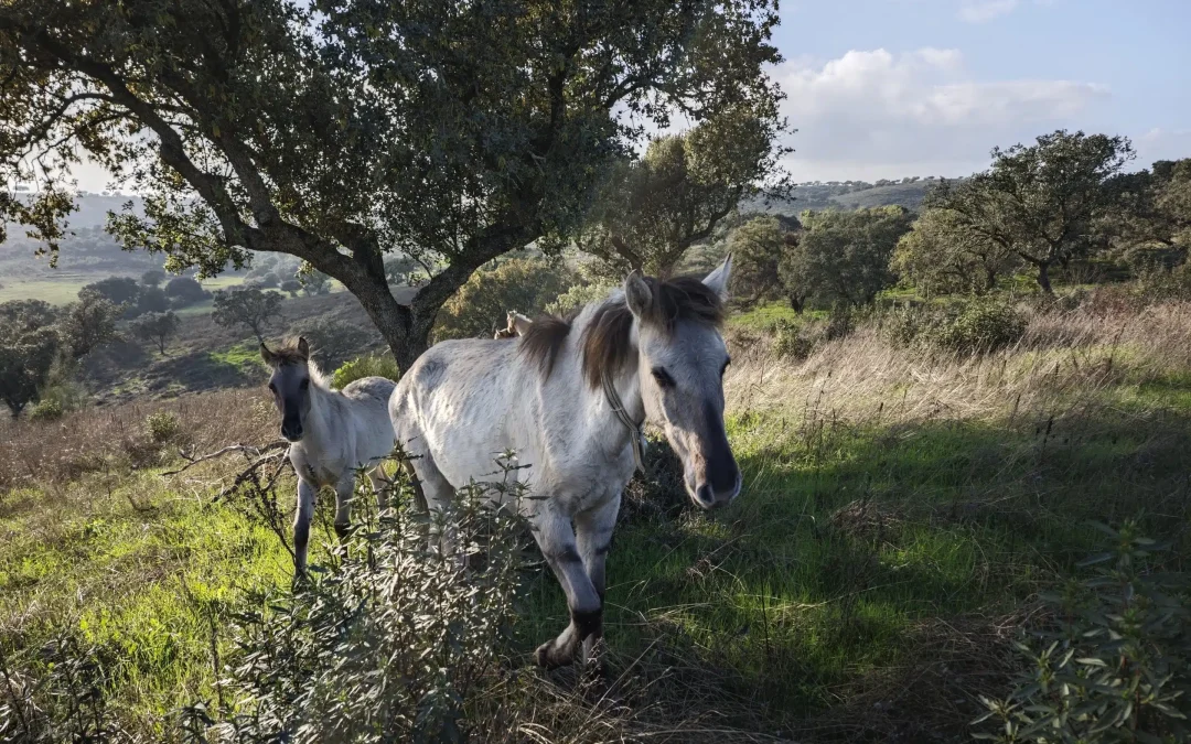 Cavalos lideram a carga de repovoamento selvagem em Pangea