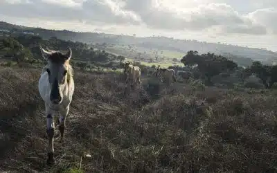 How Horses Reduce Wildfire Risk