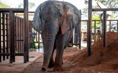 Argentina Moves Last Elephants to Sanctuary