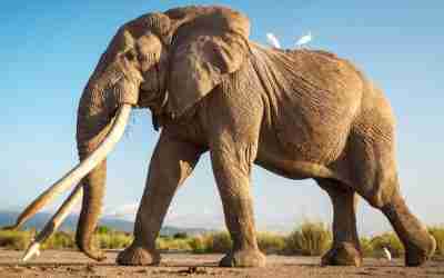 Last of the Super Tuskers