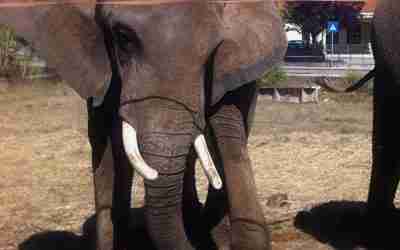 Portugal’s Last Circus Elephant is Coming to Pangea