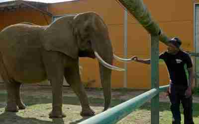 Kariba Health Update III