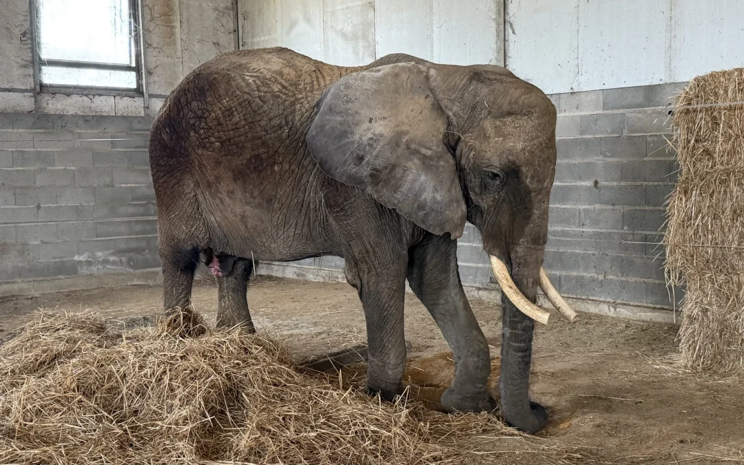 Julie Confirmada como o Primeiro Elefante da Pangea