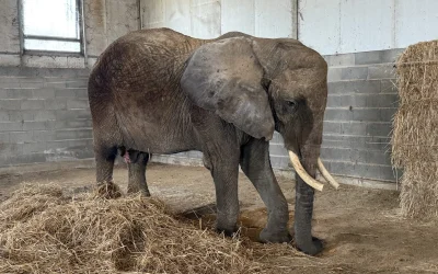 Julie Confirmed as Pangea’s First Elephant