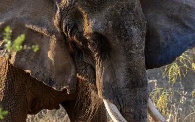 Our First Elephant Has Arrived at Pangea